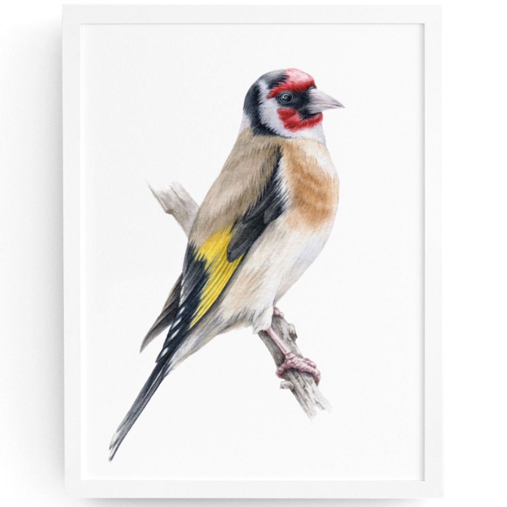Goldfinch Bird Wall Art Watercolor Illustration Print Poster Card Unframed